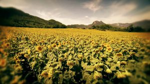 Champ de tournesol Alpes de Haute-Provence