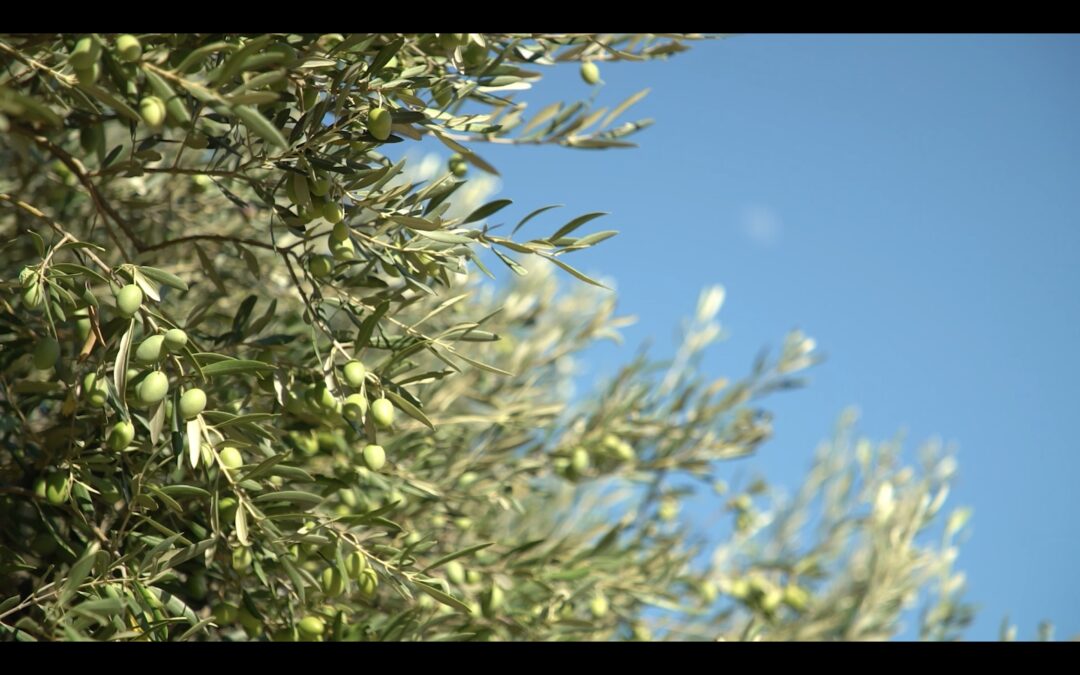 Villes et Villages Fleuries2