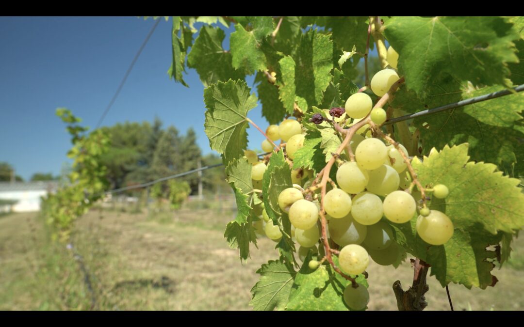 Villes et Villages Fleuries1